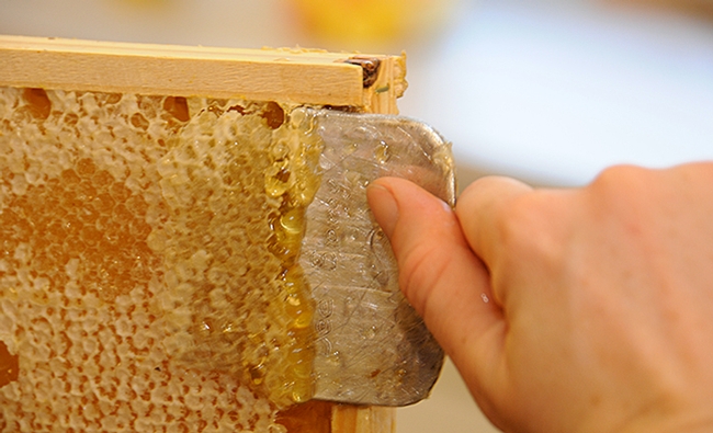 Honey comb being processed. (Photo by Kathy Keatley Garvey)
