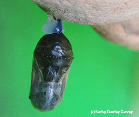 A monarch chrysalis in the Insect Pavilion. A monarch will soon eclose. (Photo by Kathy Keatley Garvey)