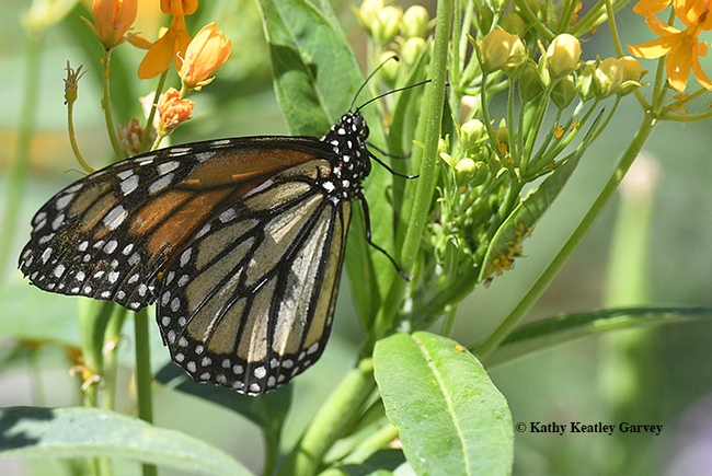A female monarch stops at the tropical milkweed, Asclepias curassavica. (Photo by Kathy Keatley Garvey)