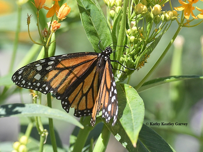 The female monarch spreads its wings. She ended up laying eggs on the tropical milkweed and showy milkweed. Note how tattered she is--the predators missed!(Photo by Kathy Keatley Garvey)