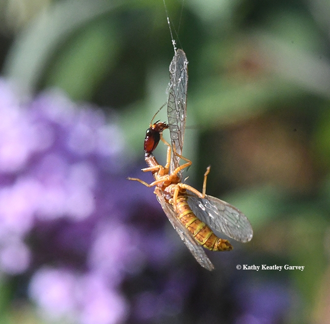 In the end, the score was: Spider, 1; snakefly, 0. (Photo by Kathy Keatley Garvey)