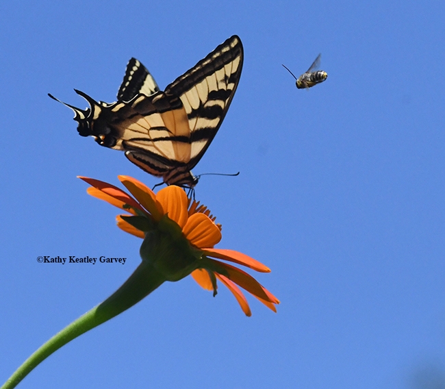 A male longhorn bee, probably a Melisoddes agilis, targets a Western tiger swallowtail nectaring on Tithonia in Vacavile, Calif. (Photo by Kathy Keatley Garvey)