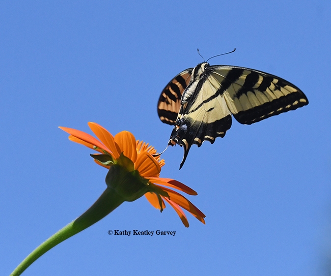 Butterfly ballet--The startled Western tiger swallowtail takes flight. (Photo by Kathy Keatley Garvey)
