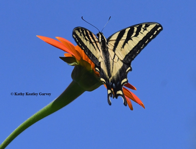 Persistent Western tiger swallowtail selects another blossom. (Photo by Kathy Keatley Garvey)