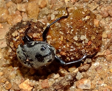 A dung beetle with two balls of dung. (Photo courtesy of Wikipedia)