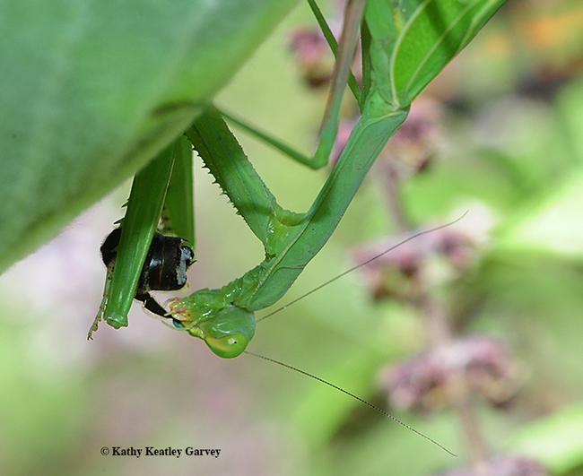 Praying mantis is a cunning predator. The score: praying mantis: 1. Longhorn bee: 0. (Photo by Kathy Keatley Garvey)