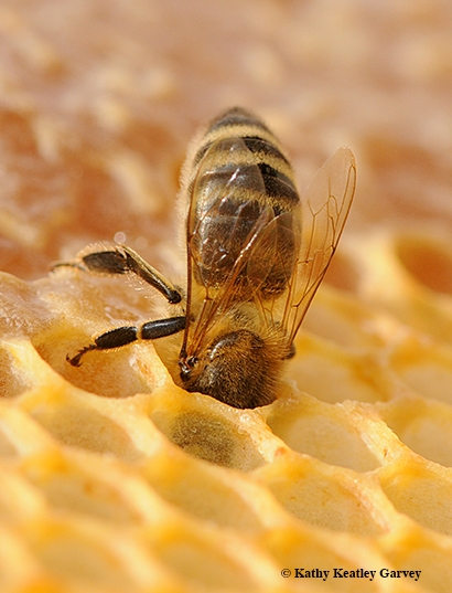 A honey bee cleaning a cell. (Photo by Kathy Keatley Garvey)