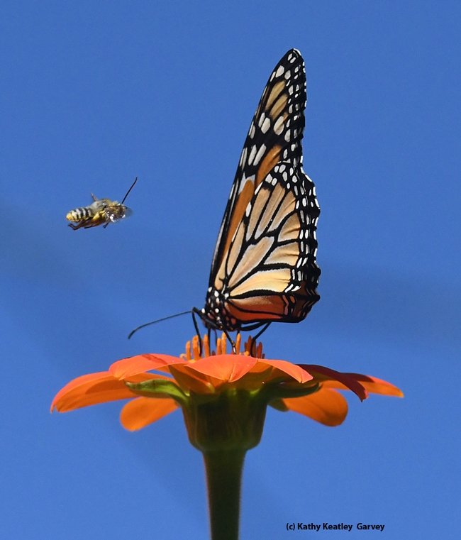 A longhorn bee, probably a Melissodes agilis, targets a monarch butterfly, Danaus plexippus, nectaring on a Mexican sunflower (Tithonia) in Vacaville, Calif. (Photo by Kathy Keatley Garvey)