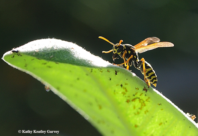 A European paper wasp catching prey on a showy milkweed, Asclepias speciosa. (Photo by Kathy Keatley Garvey)