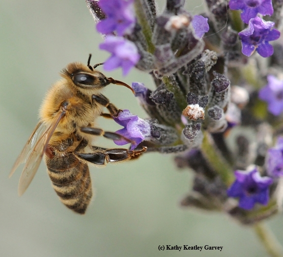 A varroa mite (reddish-brownish spot at left beneath the wings) is attached to this forager nectaring on lavender. (Photo by Kathy Keatley Garvey)