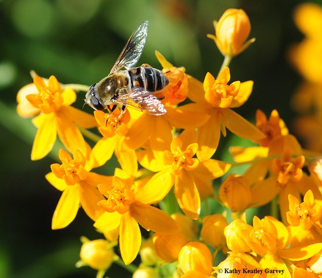 A female Eristalis stipator (as identified by Martin Hauser of the California Department of Food and Agriculture, foraging on tropical milkweed. (Photo by Kathy Keatley Garvey)