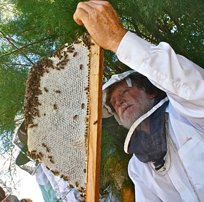 Les Crowder examines a frame from his top-bar hive. A resident of Austin, Texas, he will speak Sept. 7 at the Western Apicultural Society conference at UC Davis.