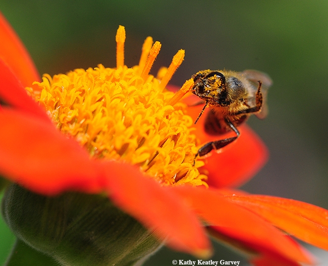 A pollen-coated honey bee ignores the eclipse and forages on a Mexican sunflower (Tithonia). (Photo by Kathy Keatley Garvey)