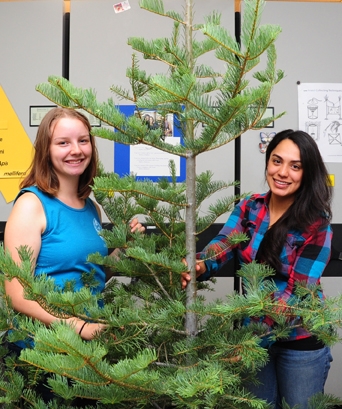 'Tis the season, but not the holiday season. This fir tree is part of the Bohart Museum of Entomology open house on bark beetles and forest health. From left are Steve Seybold lab associates Crystal Homicz and Megan Siefker. The open house is set or 1 to 4 p.m., Sunday, Aug. 27. (Photo by Kathy Keatley Garvey)