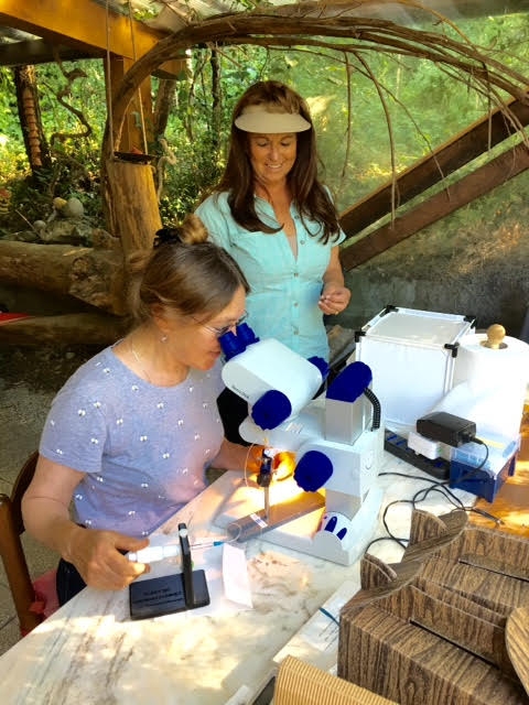 WSU bee breeder-geneticist Susan Cobey (seated) and California commercial bee breeder Jackie Park Burris are involved here in semen collection in the apiary of  Fausto Ridolfi, Italy. The site is near Bologna, center of the queen producers in Italy. This is comparable to the Chico, Calif., area, center of the queen producers in America.