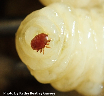 Close-up of a varroa mite on drone pupa. (Photo by Kathy Keatley Garvey)