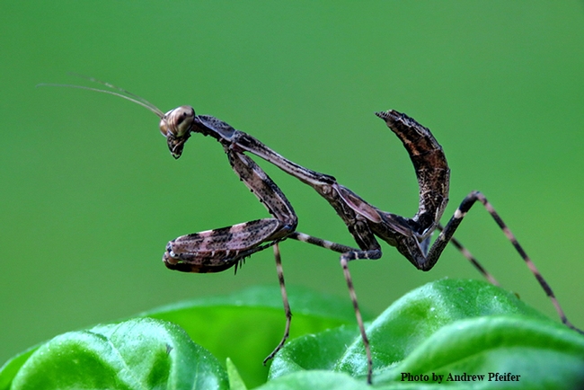 A male Parasphendale affinis (budwing mantis) (Photo by Andrew Pfeifer)