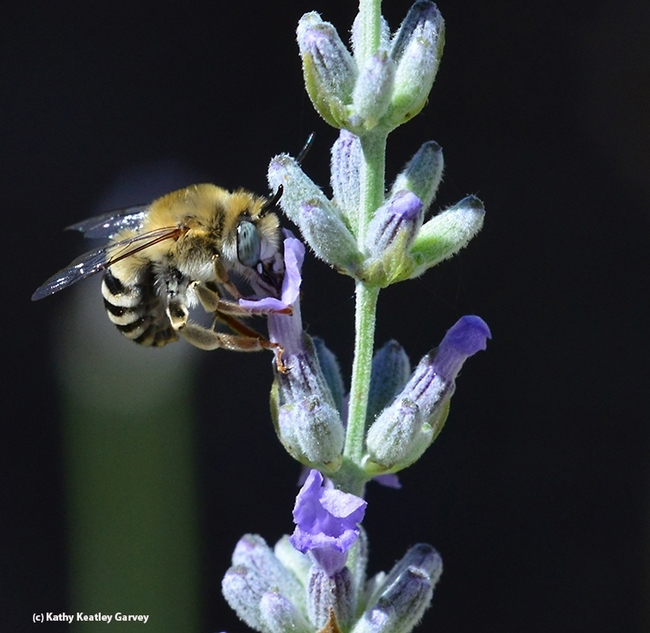 A digger bee, a male Anthophora urbana, on lavender. (Photo by Kathy Keatley Garvey)