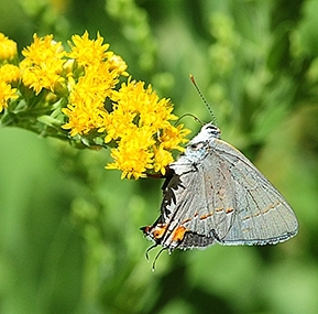 The gray hairstreak, Strymon melinus, was among the sightings at a butterfly tour led by Joel Hernandez last year at the UC Davis Arboretum. (Photo by Kathy Keatley Garvey)