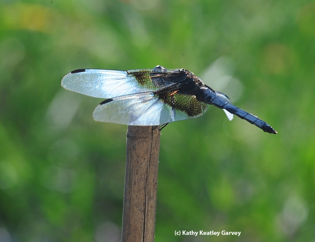 A strong gust of wind pushed the widow skimmer's wings below its body. (Photo by Kathy Keatley Garvey)