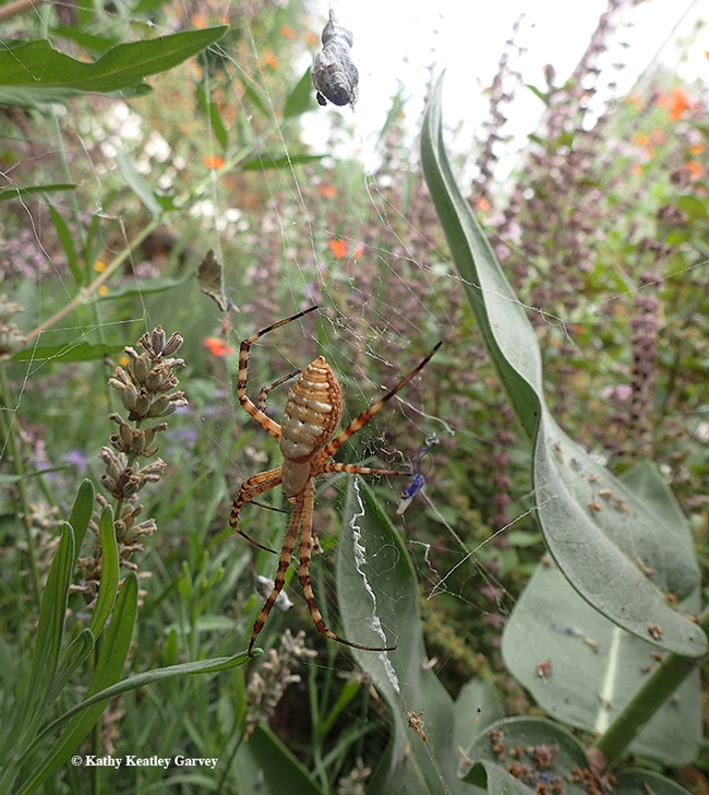 See the  freeloader fly, family Milichiidae, feasting on the wrapped bee?  Below it: the  banded garden spider, Argiope trifasciata. (Photo by Kathy Keatley Garvey)