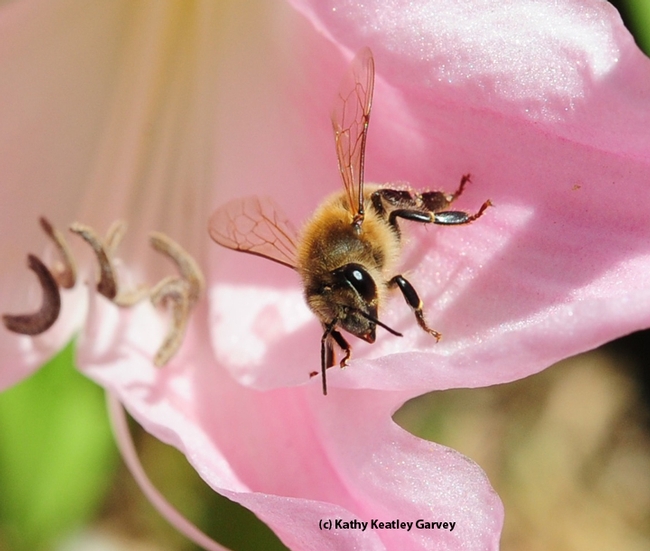 A honey bee trails the pink petals of a naked lady, Amaryllis belladonna. (Photo by Kathy Keatley Garvey)