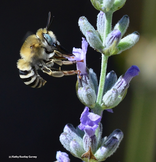 A digger bee, Anthophora urbana, sips nectar from lavender. The cuckoo bee, Xeromelecta californica, is a parasite of Anthophora. It lays eggs in the host's nest, resulting in death of the host's offspring. (Photo by Kathy Keatley Garvey)