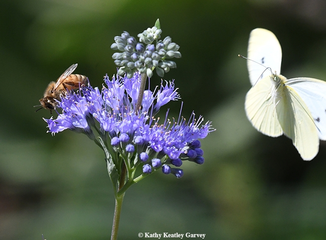 Photobomb! A cabbage white butterfly, Pieris rapae, photobombs a bee nectaring on bluebeard, Caryopteris x clandonensis. (Photo by Kathy Keatley Garvey)