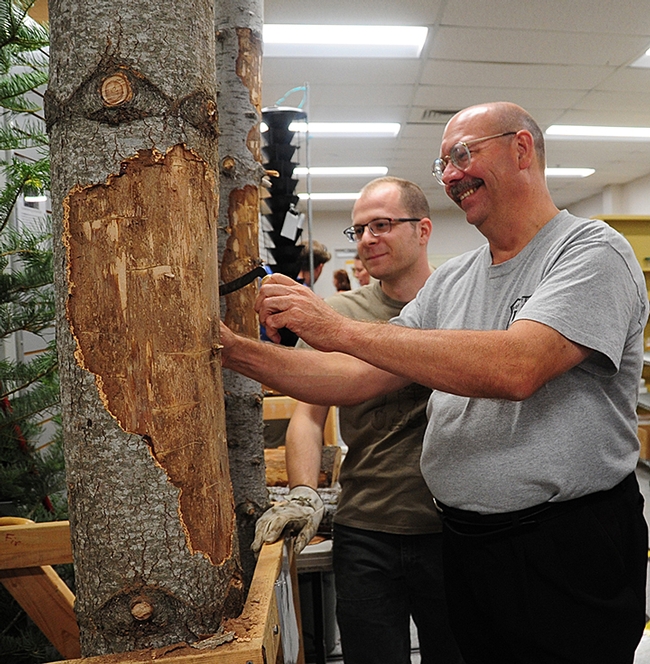USDA Forest Research entomologist Steve Seybold (foreground) and UC Davis graduate student Corwin Parker peel bark to reveal larvae of bark beetles and wood borers. (Photo by Kathy Keatley Garvey)