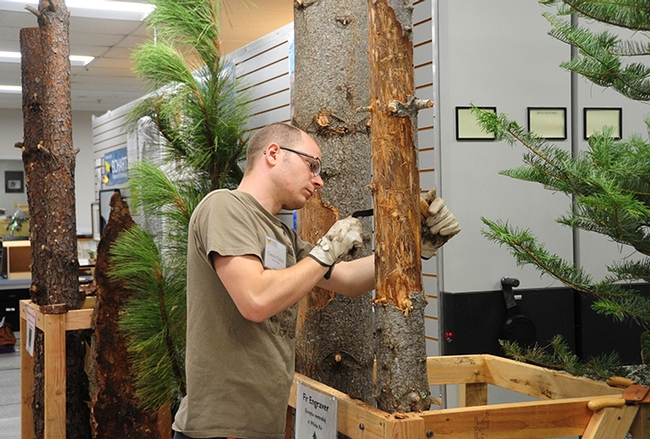 UC Davis graduate student Corwin Parker examines a conifer for beetles. (Photo by Kathy Keatley Garvey)