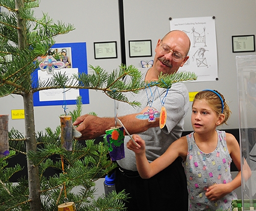 USDA Forest Service research entomologist Steve Seybold watches as his daughter, Natalie, hangs a bark beetle ornament on a white fir. (Photo by Kathy Keatley Garvey)