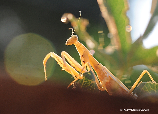The setting sun backlights the European praying mantis, Mantis religiosa, perched on a passionflower vine. (Photo by Kathy Keatley Garvey)