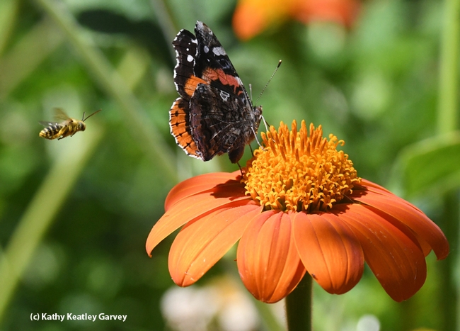 A male territorial long-horned bee targets a red admiral buttefly sipping nectar from a Mexican sunfower, Tithonia. (Photo by Kathy Keatley Garvey)