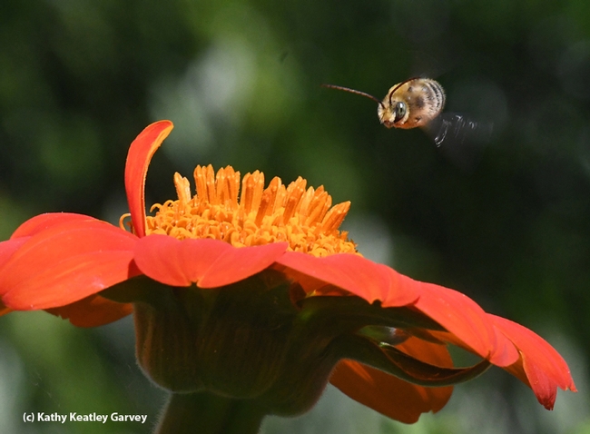 A male long-horned bee buzzes across a Mexican sunflower, Tithonia. (Photo by Kathy Keatley Garvey)