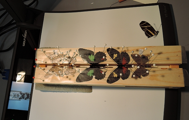Pinning and spreading moths and butterflies is intricate work. (Photo by Kathy Keatley Garvey)