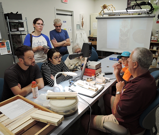 An interested group watches as entomologist Jeff Smith (right), curator of the Lepitopdera collection at the Bohart Museum, demonstrates how to prepare butterfly and moth specimens. (Photo by Kathy Keatley Garvey)