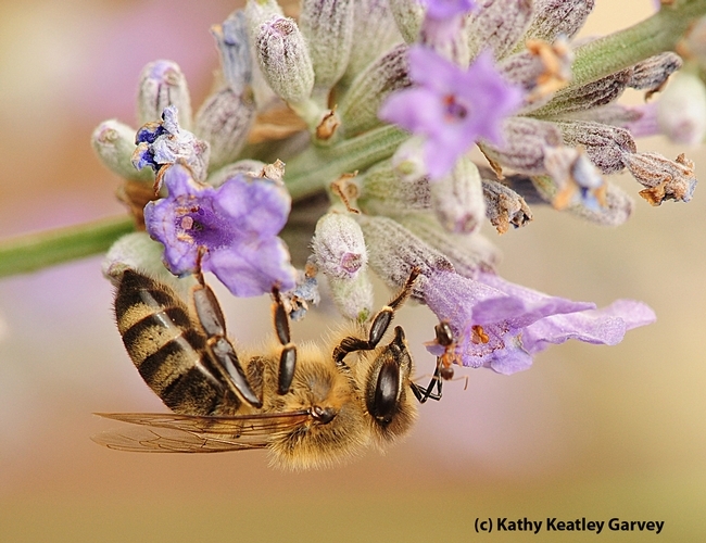 A close encounter between a honey bee and a velvety tree ant (Liometopum occidentale) on a lavender blossom; both are social insects. (Photo by Kathy Keatley Garvey)