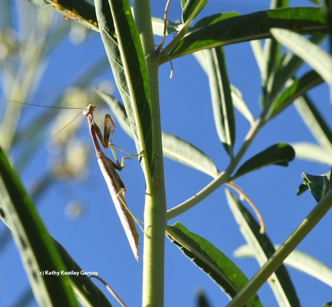 A male praying mantis, Stagmomantis limbata, clings to a milkweed stem. Just above him: a female, not seen in this photo. (Photo by Kathy Keatley Garvey)
