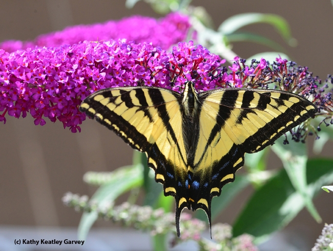 A Western tiger swallowtail, Papilio rutulus, sips nectars from a butterfly bush, Buddleia davidii. (Photo by Kathy Keatley Garvey)