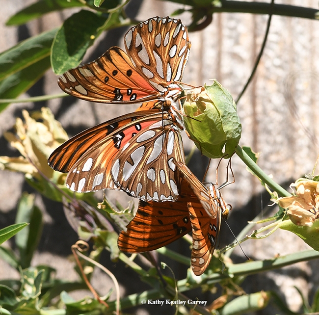 Three Gulf Fritillaries: two males and a female. One is an uninvited guest. (Photo by Kathy Keatley Garvey)