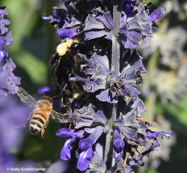 Honey bee heads for the same plant, Salvia 'Indigo Spires,' in Kate Frey's pollinator gardener at the Sonoma Cornerstone. (Photo by Kathy Keatley Garvey)