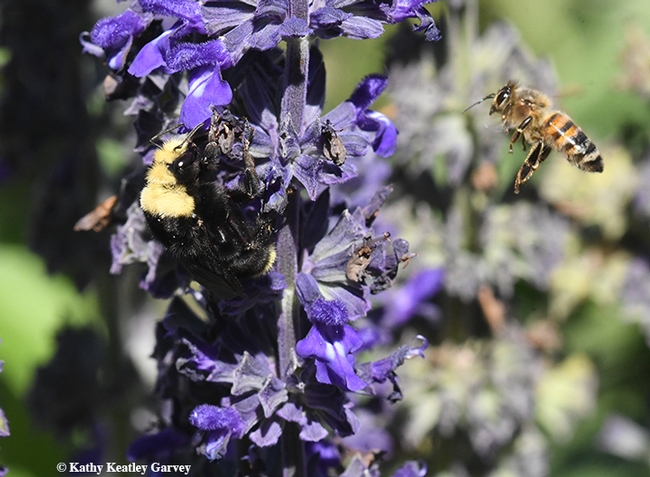Me, too! Another another bee wants a share of the food--the sweet nectar from Salvia 'Indigo Spires.' (Photo by Kathy Keatley Garvey)