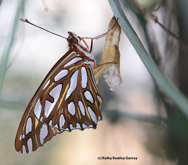 A newly eclosed Gulf Fritillary clings to its pupal case. (Photo by Kathy Keatley Garvey)