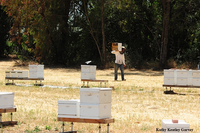 Home is where the bees are. A beekeeper at the Harry H. Laidlaw Jr. Honey Bee Facility, UC Davis. (Photo by Kathy Keatley Garvey)