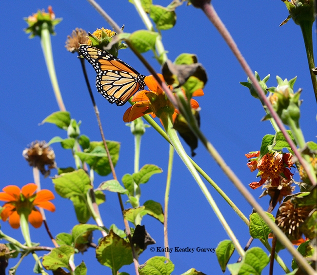In a sea of nearly spent Mexican sunflowers, a lone migrating monarch, Danaus plexippus, finds food. (Photo by Kathy Keatley Garvey)