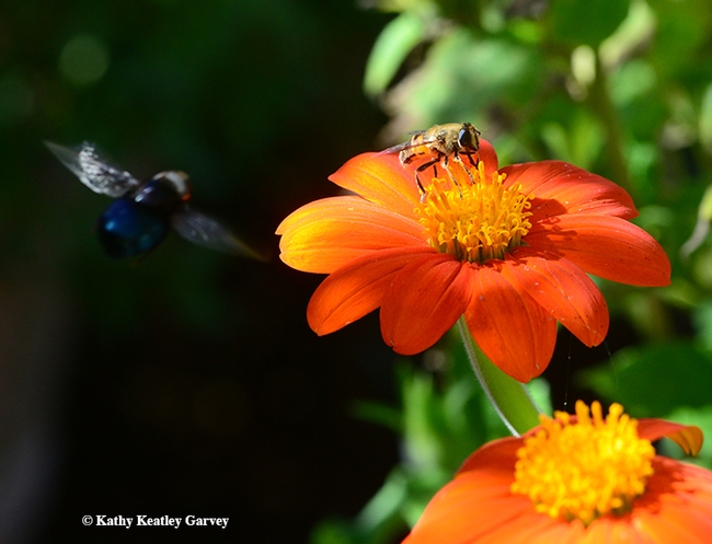 A black syrphid fly aims for the same Mexican sunflower, occupied by another syprhid fly. (Photo by Kathy Keatley Garvey)