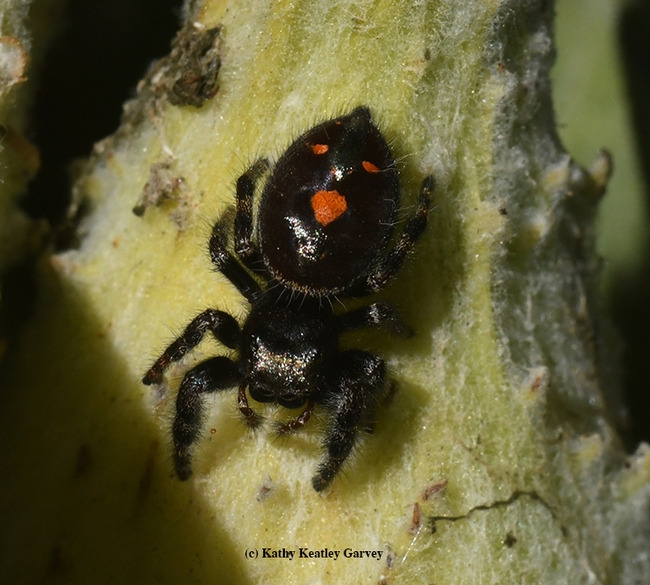 Orange you glad it's almost Halloween? A juvenile bold jumping spider, Phidippus audax, hangs out on a showy milkweed.  (Photo by Kathy Keatley Garvey)