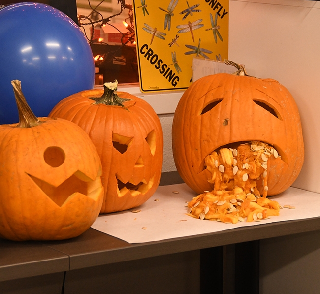 A carved pumpkin at the Bohart Museum of Entomology's Halloween party spilled its guts. (Photo by Kathy Keatley Garvey)