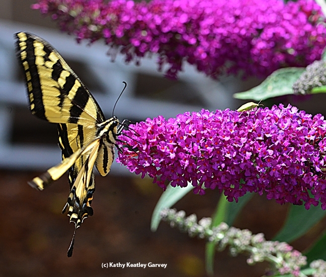 A Western tiger swallowtail, Papilio rutulus, nectaring a butterfly bush, Buddleia davidii. This is one of the plants for sale at the UC Davis Arboretum Teaching Nursery on Nov. 4. (Photo by Kathy Keatley Garvey)