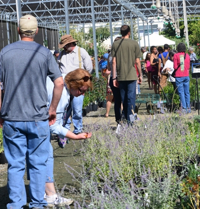 UC Davis Arboretum plant sale is an opportunity to select what you'd like to see in your garden. (Photo by Kathy Keatley Garvey)